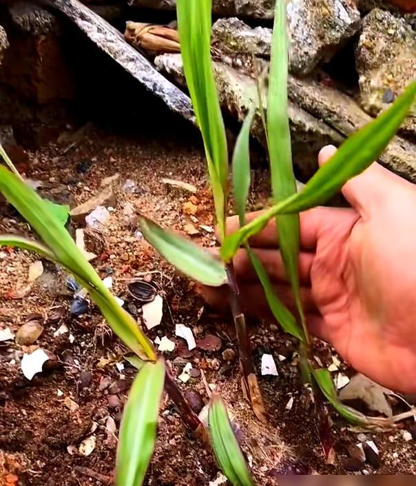 广西的几棵甘蔗火了，种了5年，长出270节，网友：姚明也种不出吧 甘蔗盆栽成新潮流