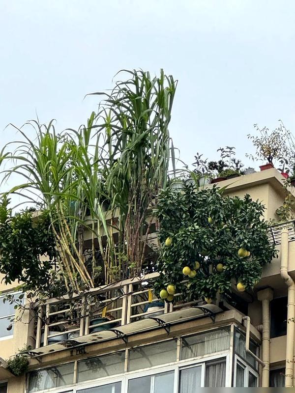广西的几棵甘蔗火了，种了5年，长出270节，网友：姚明也种不出吧 甘蔗盆栽成新潮流